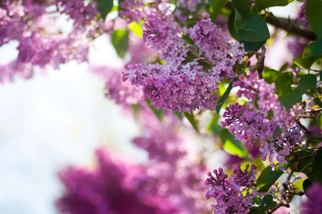 Lilac Blossoms on a Serene Spring Sky: A Refreshing Botanical Delight Wallpaper