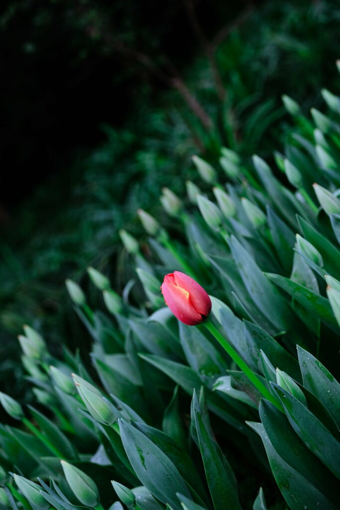 Blooming Splendor: A Captivating HD Phone Wallpaper of Tulip Flowers in Vibrant Spring Colors