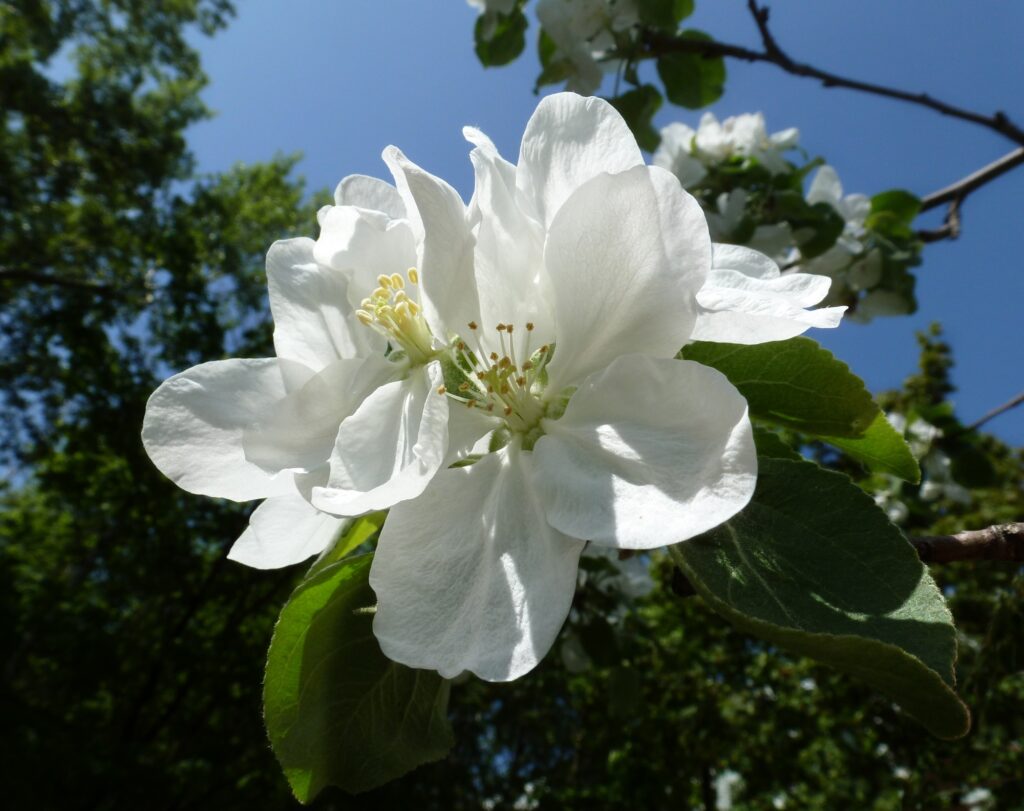 Spring Serenity: Close-Up of Blooming White Apple Flower Wallpaper