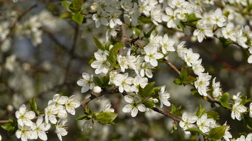 Springtime Serenity: A Stunning HD Wallpaper of Delicate Cherry Blossoms in Full Bloom