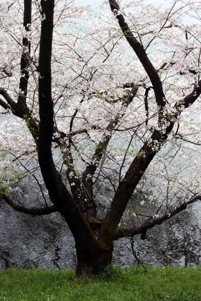 Blooming white flower tree by calm water with fresh green grass spring wallpaper background