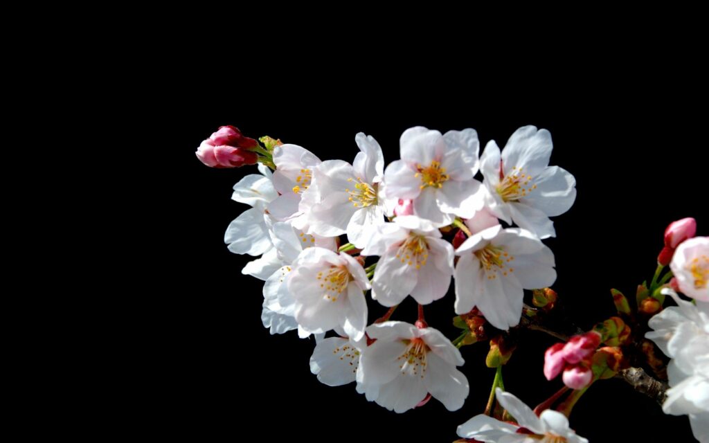 Elegant Blooming White Flowers Wallpaper Background on Dark Canvas