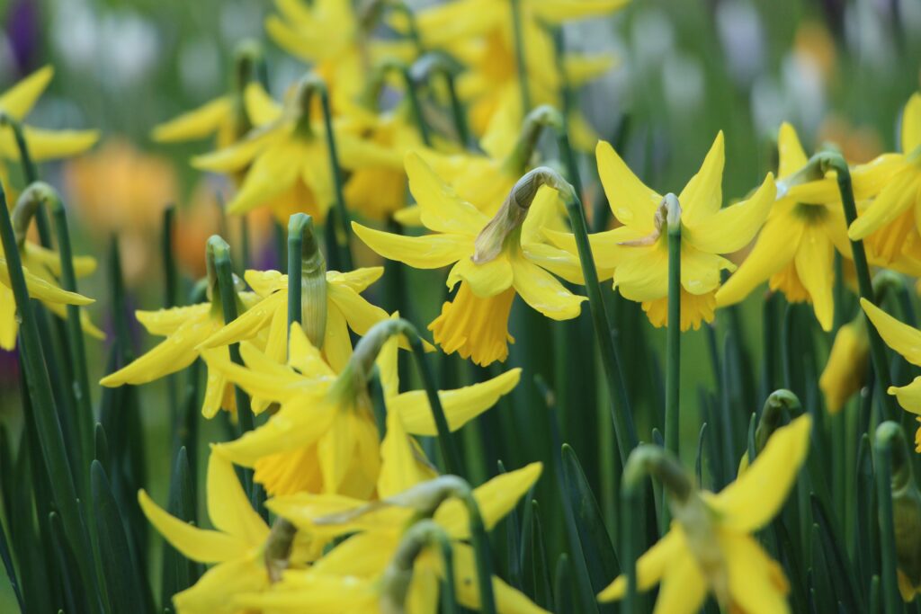 Blooming Yellow Narcissus Field Wallpaper - Springtime Background