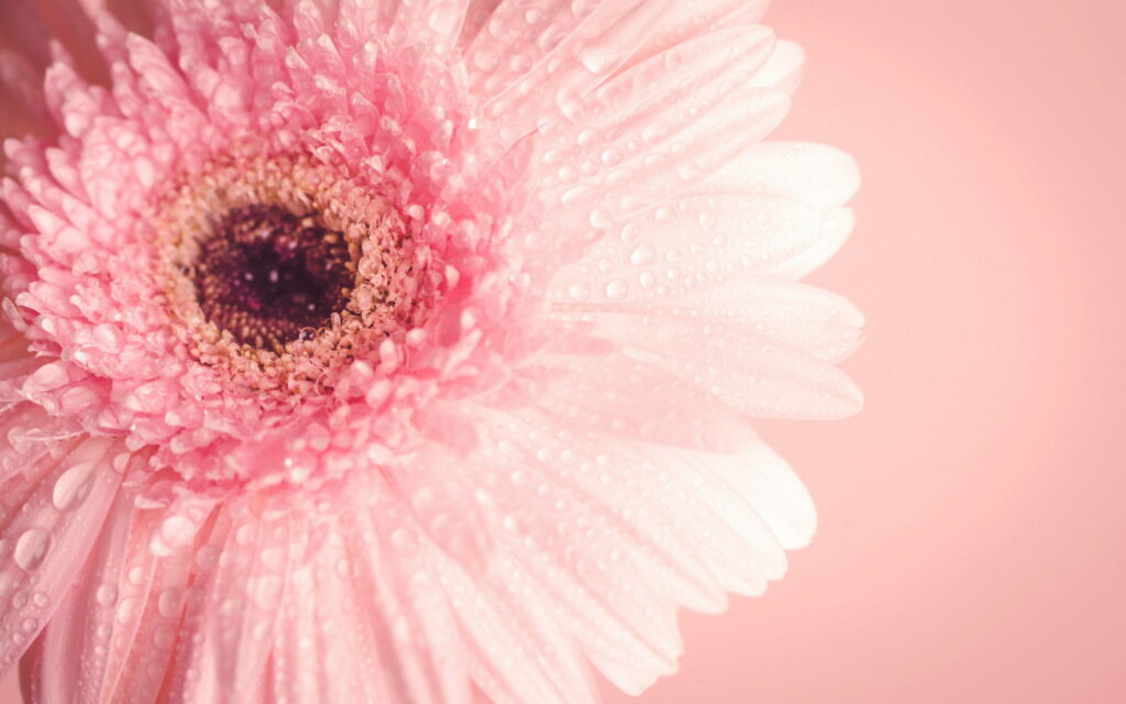 Pink Gerbera daisy macro wallpaper with dew drops on soft light pink background spring aesthetic