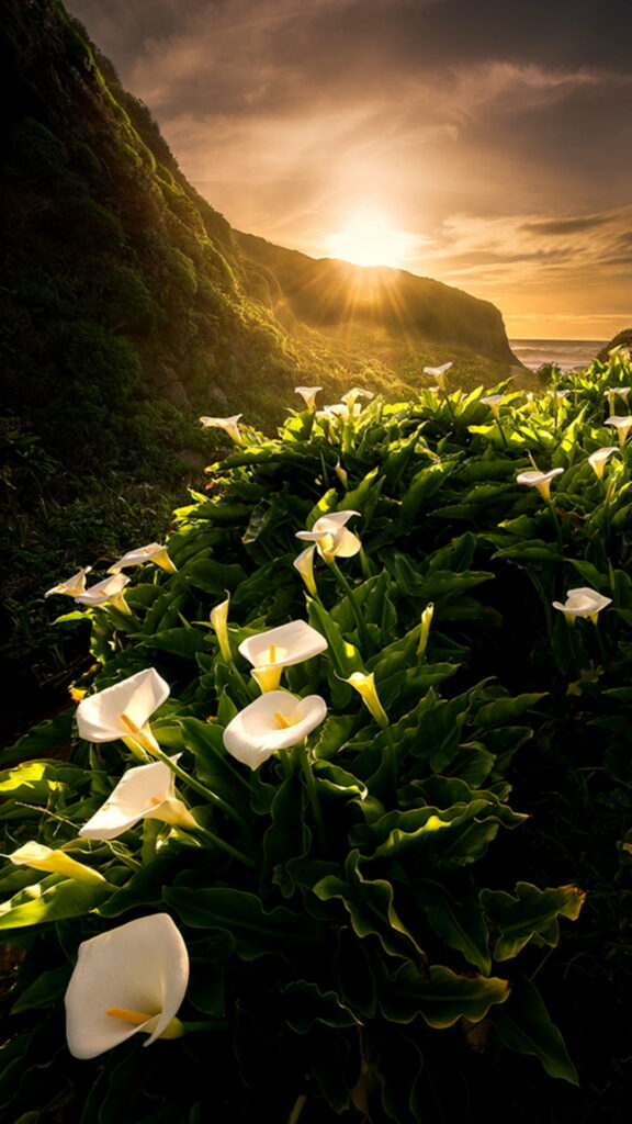 Blooming Beauty: A Captivating HD Phone Wallpaper of Spring Lilies