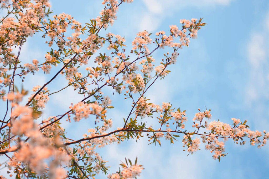 Nature's Marvel: A Stunning HD Portrait of a Blossoming White Tree Embracing Spring's Radiant Splendor against a Bright Sunlit Sky Wallpaper