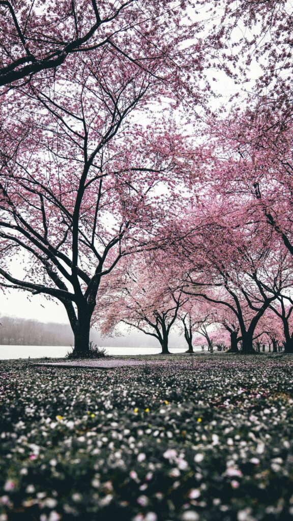 The Beauty of Spring Unveiled: A Vibrant Tapestry of Trees, Flowers, and Autumn Tones – HD Phone Wallpaper Background