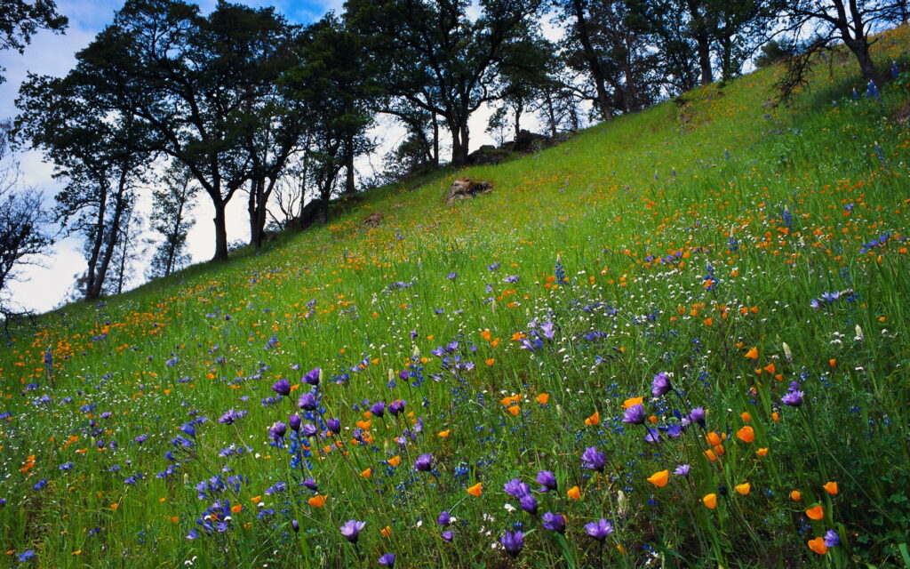 Blossoming Splendor: A Captivating Display of Mountain Spring Blooms - Vibrant Spring Album, Breathtaking HD Wallpaper Background