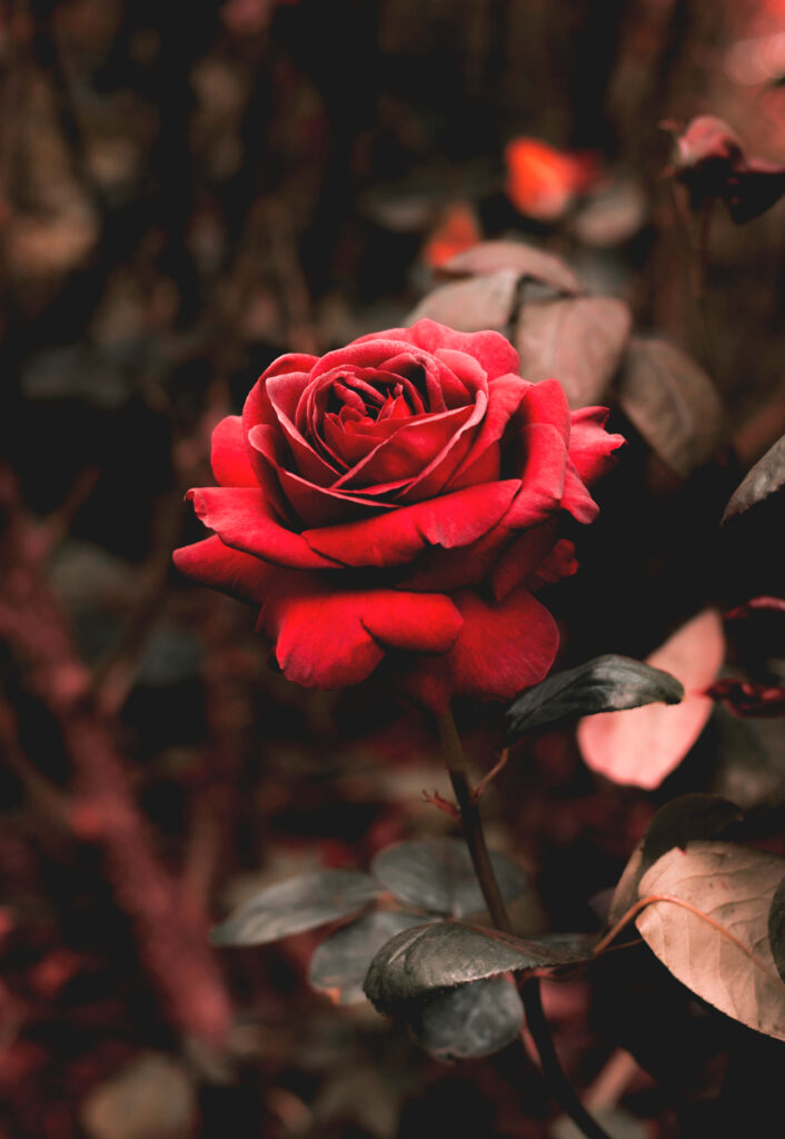 Blooming Beauty: Vibrant Rose Mobile Background Captured in High Resolution Wallpaper