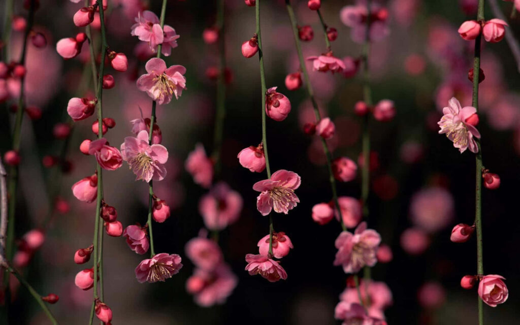 Blooming Splendors: A Refreshing Desktop Background of Spring Flowers Wallpaper