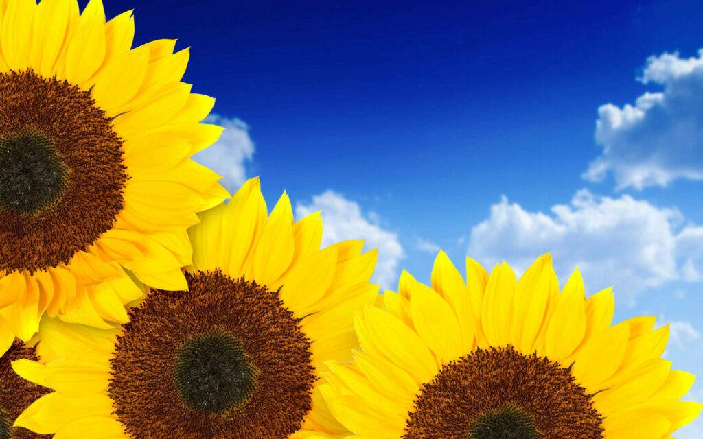 Nature's Artistry: Sunflower Aesthetic Delight Against a Moody Blue Sky Wallpaper