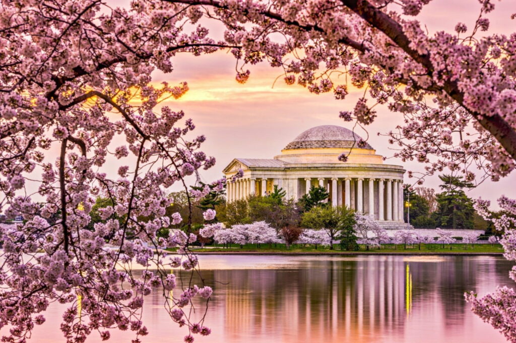 Spring Splendor: Vivid Cherry Blossoms Embrace the Tidal Basin in Washington DC, Amidst the Graceful Jefferson Memorial Wallpaper