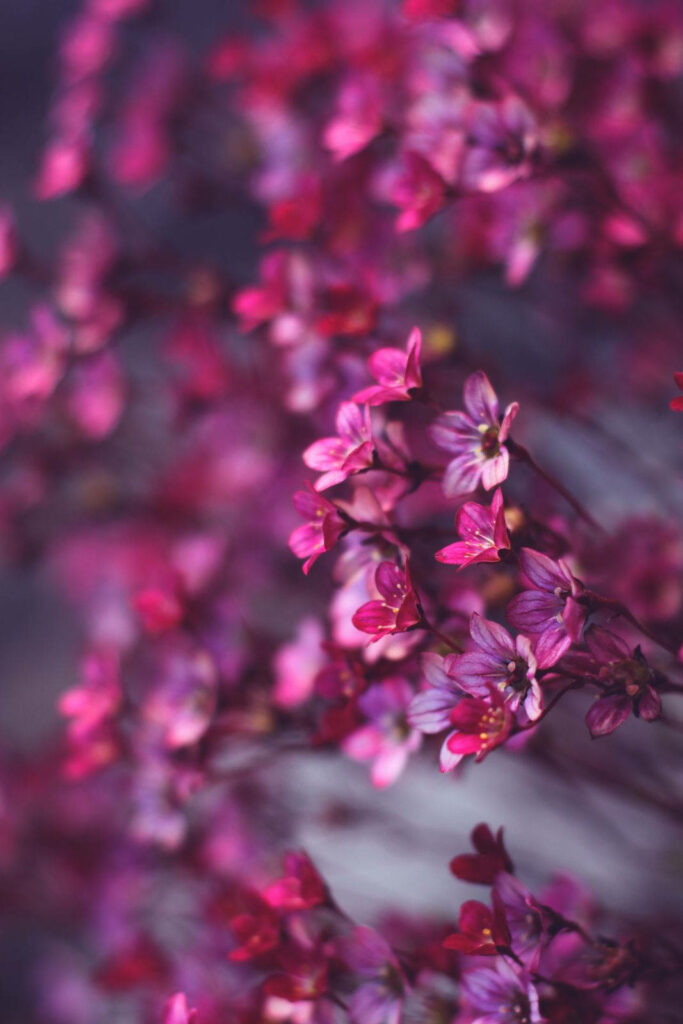 Enchanting Blossom Paradise: A Delightful Pink Floral Background for Your Phone Wallpaper