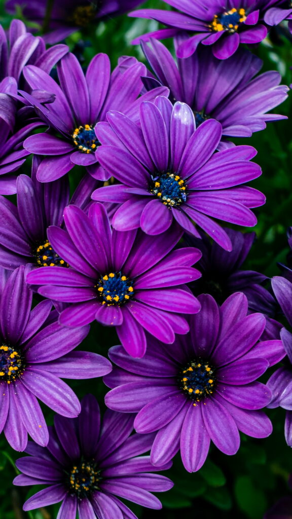 Blossoming Beauty: HD Phone Wallpaper showcasing Majestic Purple Flowers in Full Bloom