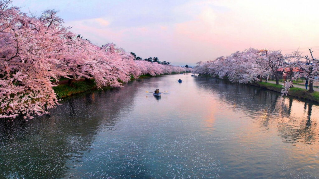 Serenity in Springtime: Captivating Cherry Blossoms Adorn the Riverside Wallpaper