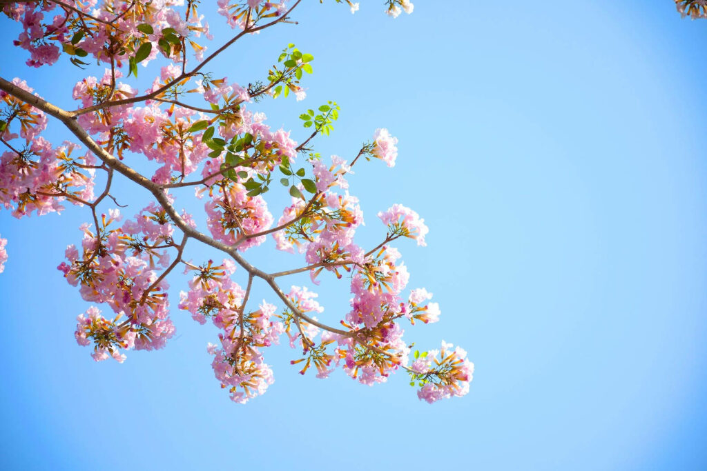 Flourishing in Vibrant Splendor: Captivating HD Spring Snapshot of the Resplendent Pink Poui Tree against a Brilliant Azure Sky. Wallpaper