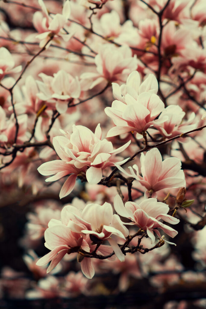 Vintage Magnolia Blossoms: A Captivating Mobile Wallpaper for Floral Enthusiasts