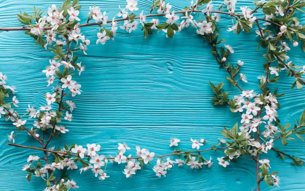 Blooming Beauty: Captivating Cherry Blossoms showcasing Spring's Charm on a Blue Wood Background Wallpaper
