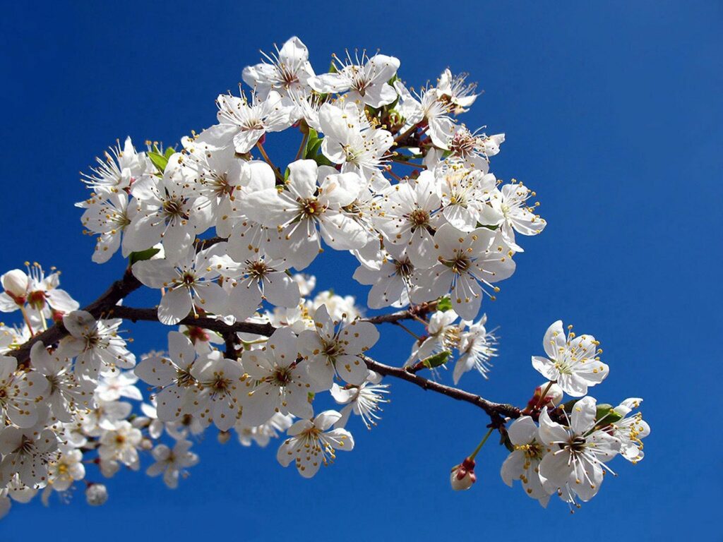 Vibrant Spring Wallpaper: Blossoming Branches & Blue Sky - 1600x1200