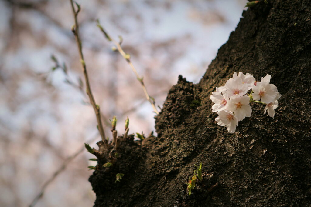 Blossoming Cherry Tree: Stunning HD Wallpaper of Flower Blossoms