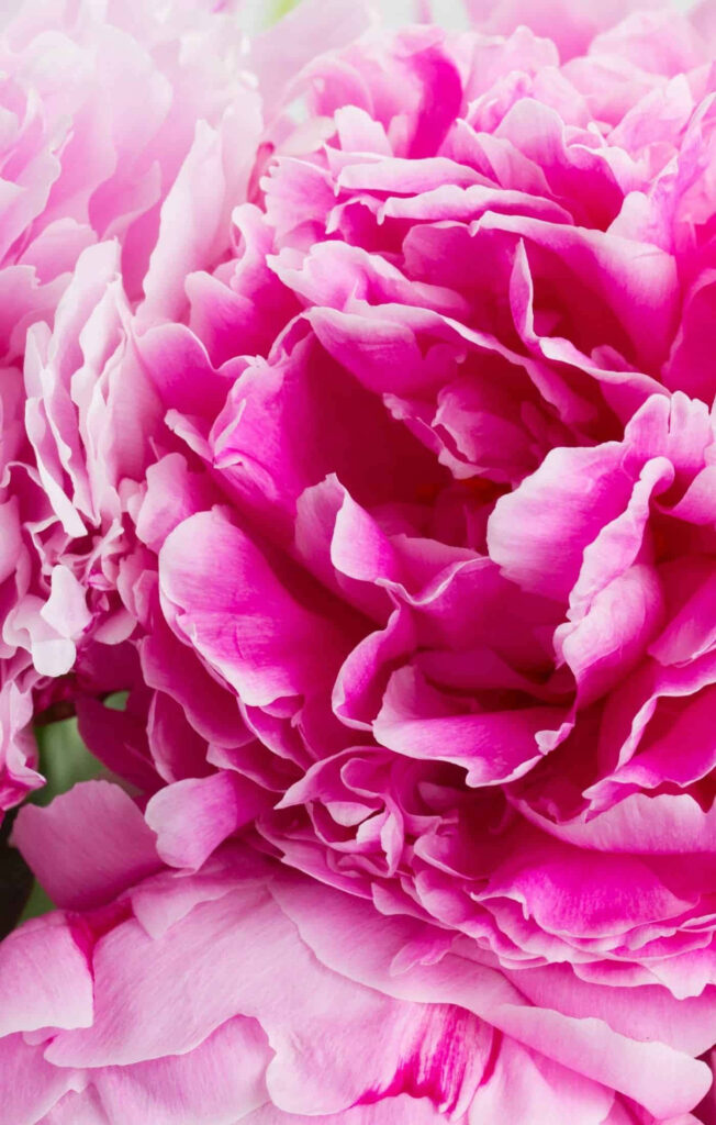 Nature's Grace: Enhance Your Device with a Delicate Pink Flower Phone Background Wallpaper