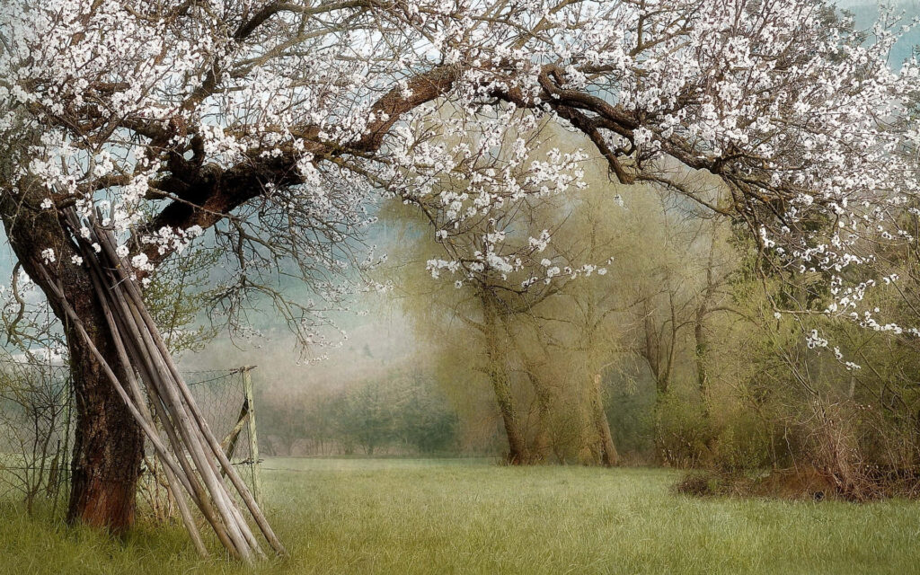 Blossoming Flower Tree in Serene Landscape: A Tranquil Scene Wallpaper