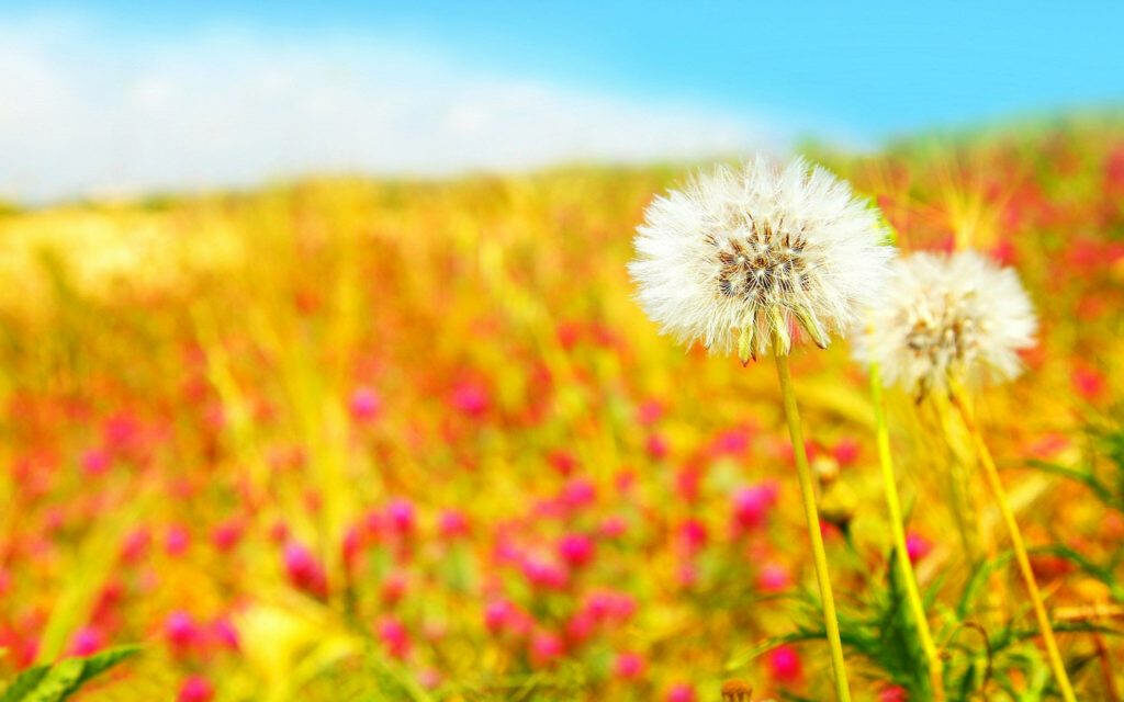 Blooming Beauty: A Serene Summer Desktop Background with a Dandelion Dancing in a Colorful Flower Field Wallpaper