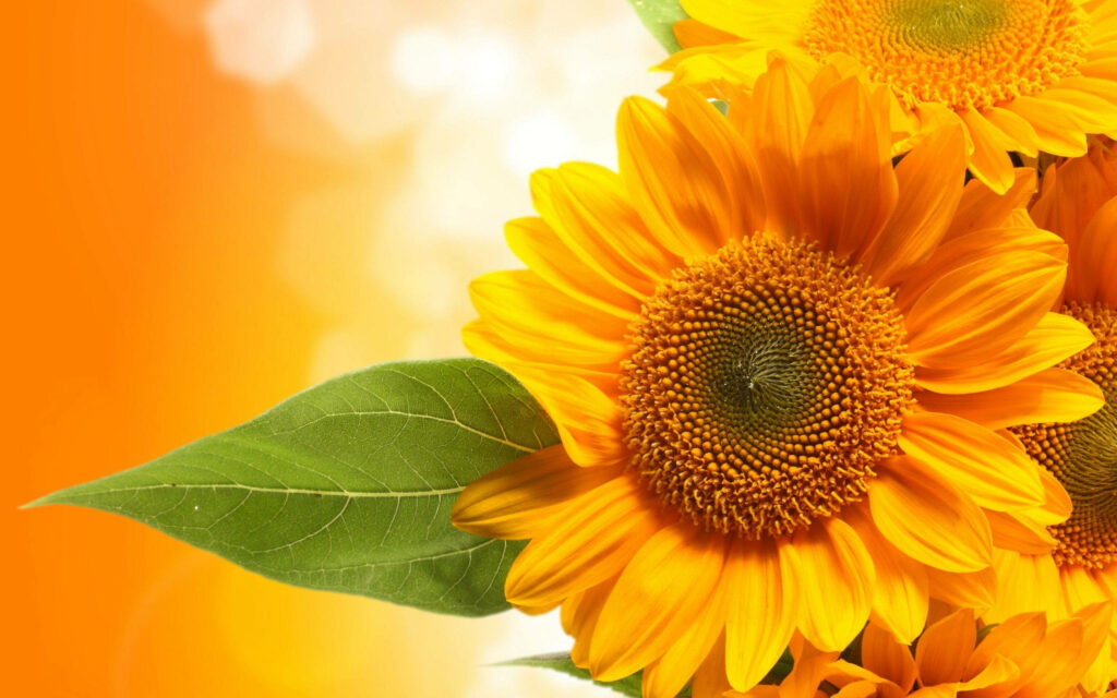 Blooming Duets: Sunflower And Roses Serenade in 2560 X 1600 Wallpaper