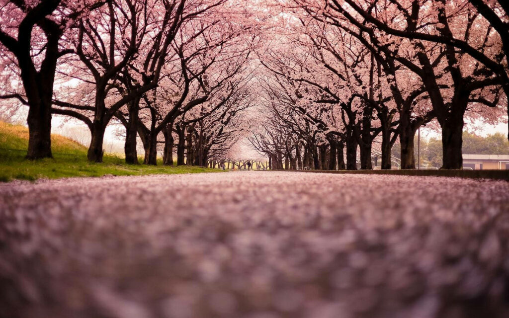 Awe-Inspiring Sakura Extravaganza: A Spectacular Japanese Park Immersed in Vibrant Cherry Blossoms Wallpaper