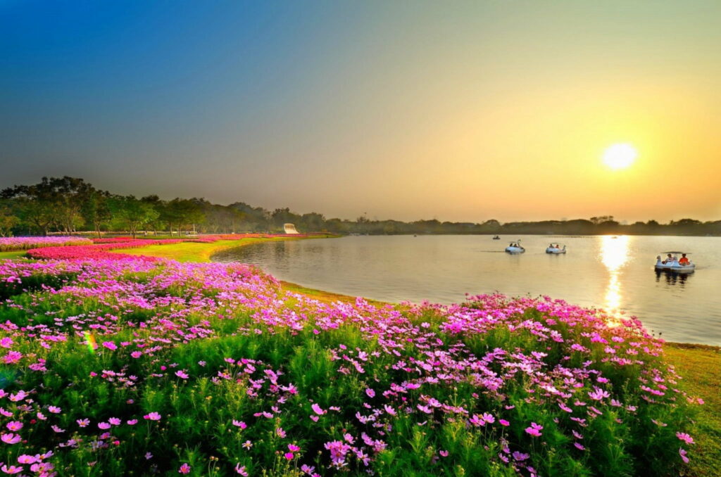 Blissful Blossoms in a Thai Spring Garden: Lush Meadow, Bonito Trees, and Colorful Afternoon Delights Reflecting on a Tranquil Lagoon Wallpaper