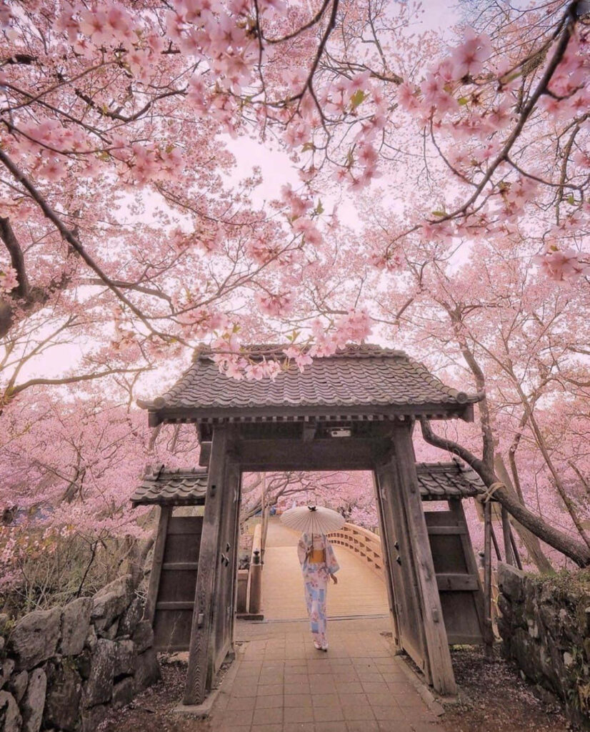 Sakura Serenity: A Captivating Japanese Blossom Gate HD Wallpaper