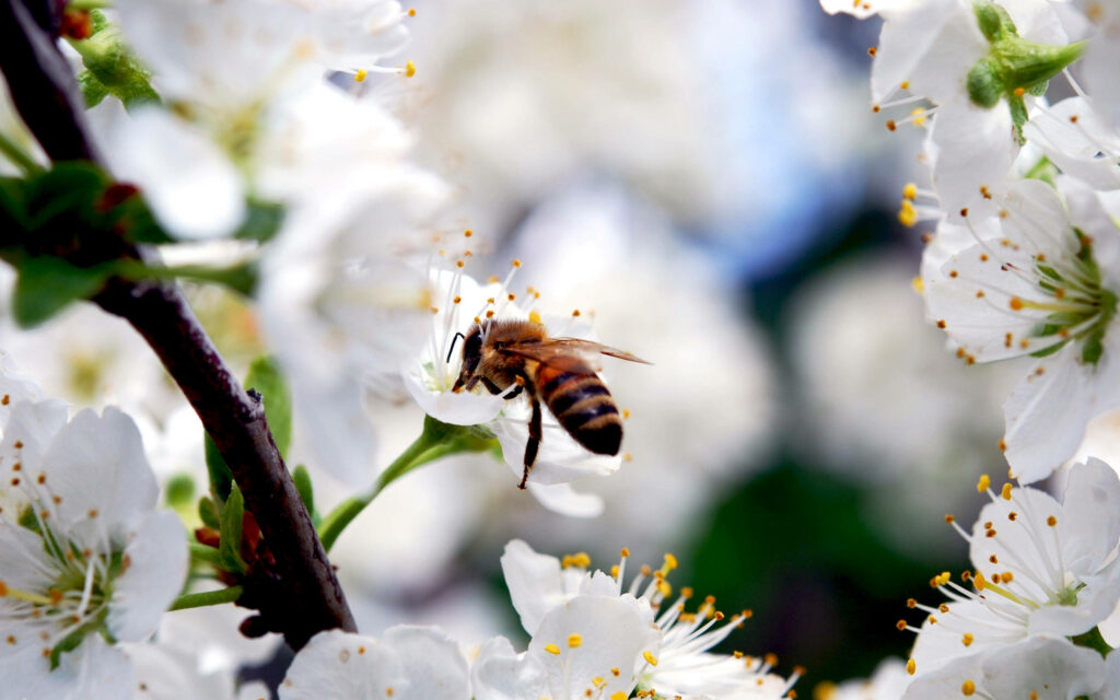 Bee Serenading Sakura Blossoms: A mesmerizing wallpaper capturing nature's intimate dance