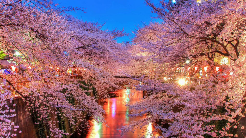 Festival Wonderland: Illuminated Pathways Amongst Cherry Blossoms - Breathtaking Full HD 1600x900 Background Wallpaper