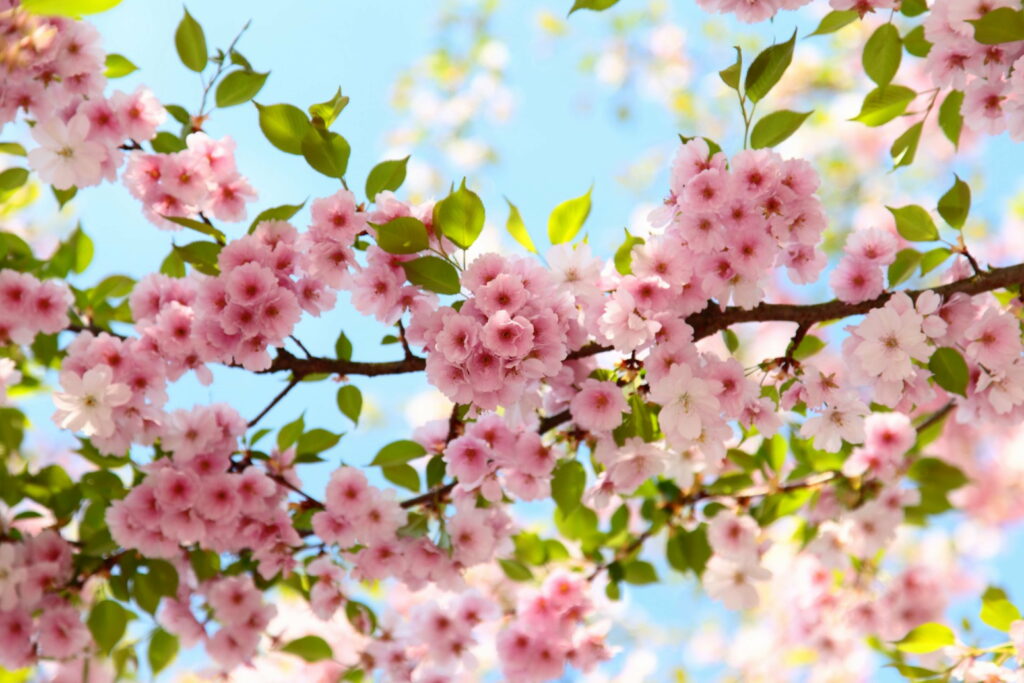 Blossoming Splendor: Captivating Cherry Blossoms in Full Bloom Wallpaper