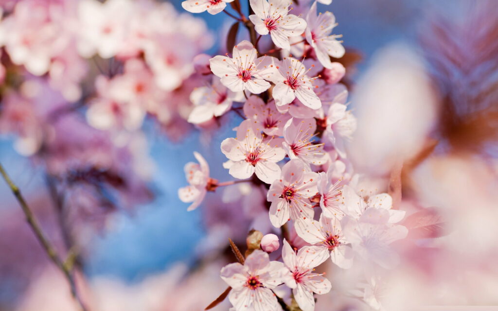 Pink Petals Blooming: A Stunning Close-Up of Cherry Blossoms in Full HD Wallpaper
