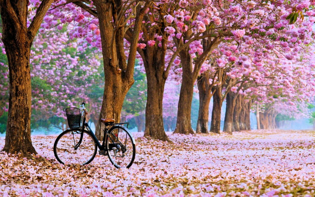 Blossoming Cherries: A Vibrant Spring Bicycle Ride amidst Majestic Tree-lined Path Wallpaper