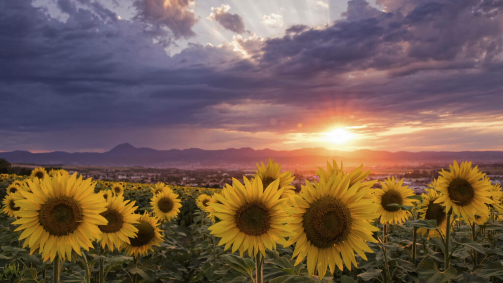 Blooming Harmony: A Captivating Background of Sunflowers and Roses Wallpaper