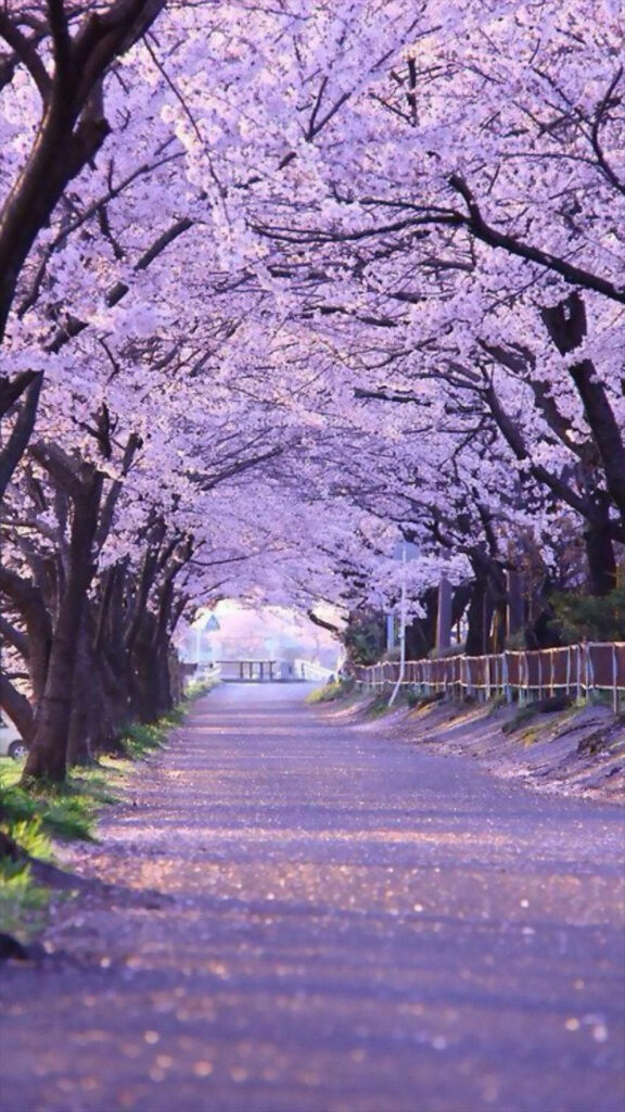 Blossom Boulevard: Captivating Sakura Canopy Enchants Mobile Screen with Ephemeral Beauty Wallpaper