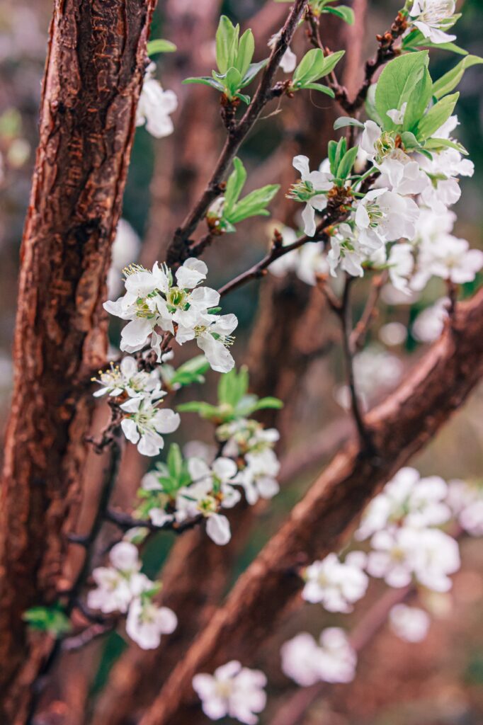 Close-Up of Blossoming Tree Branch with White Flowers - Garden Background Wallpaper