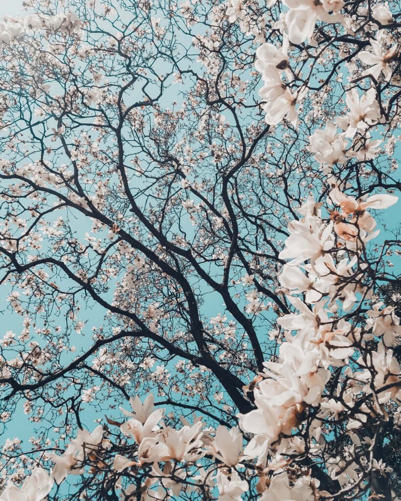 Spring Blossom Wallpaper: Tranquil Trees & Clear Blue Sky Background