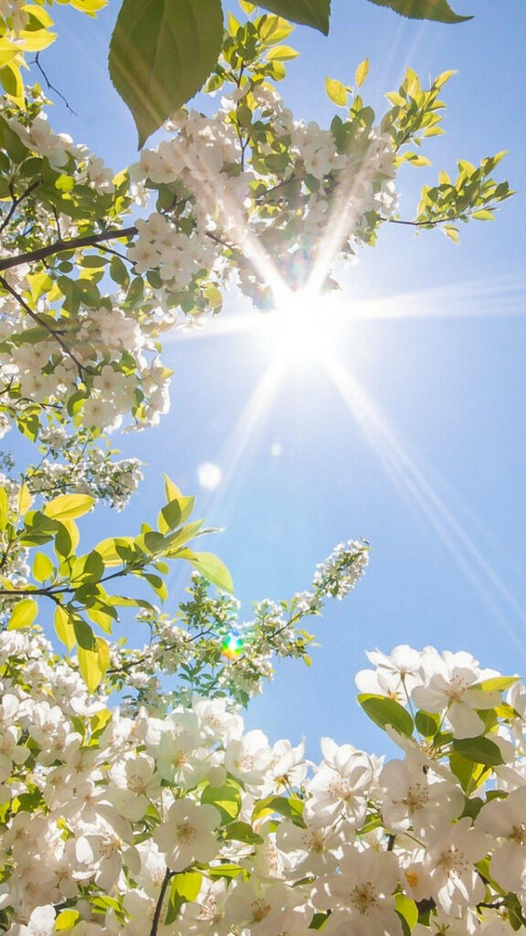 Serenity in Bloom: A Radiant Spring iPhone Wallpaper