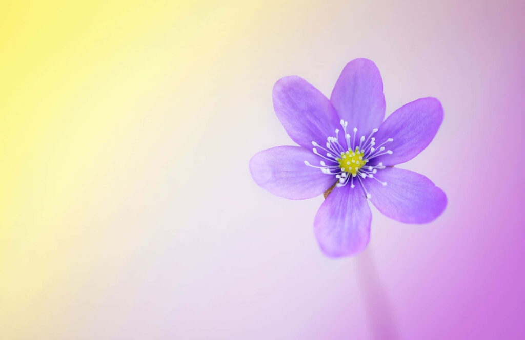 Blossoming Symphony: A Picture-Perfect Kaleidoscope of Nature's Palette Wallpaper