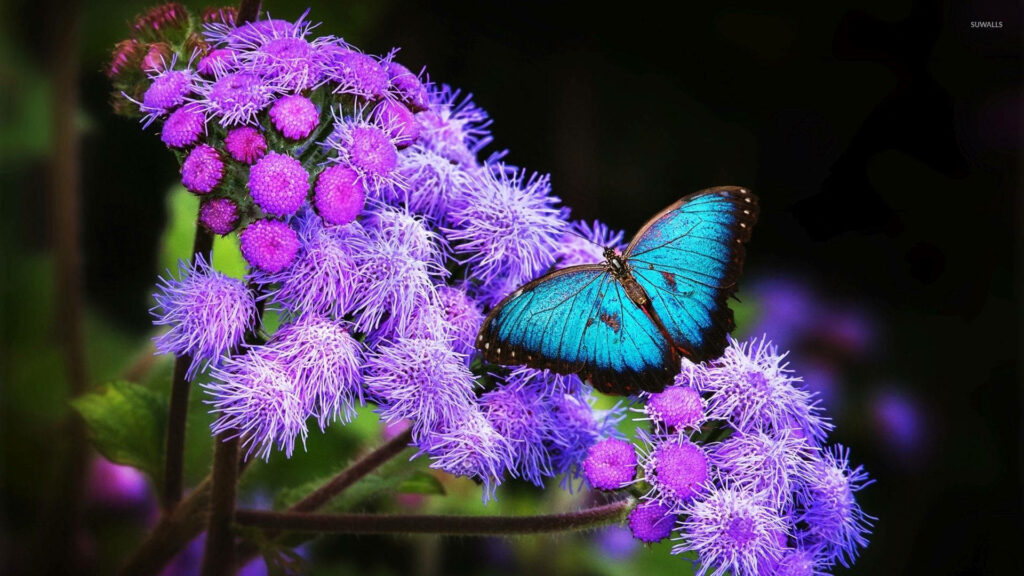 Serene Beauty: Blue Butterfly Exuding Aesthetic Charm in Lavender Surroundings Wallpaper