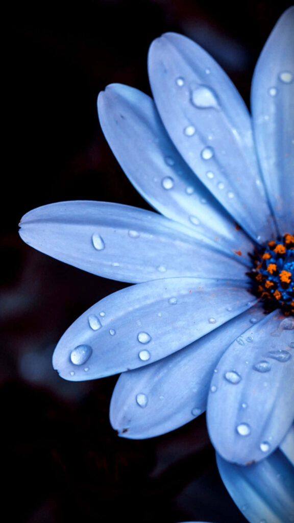 Close-Up Blue Daisy with Water Droplets on Dark Background Wallpaper