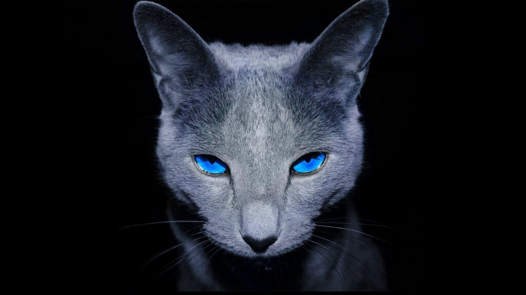 Blue-Eyed Cat Wallpaper: Mysterious Dark Background Design