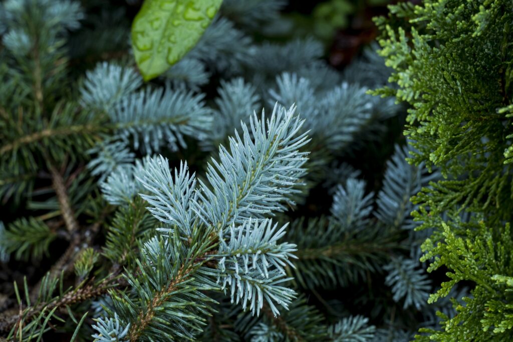 Close-up of blue-green pine branches with sharp needles showcasing evergreen texture patterns Wallpaper
