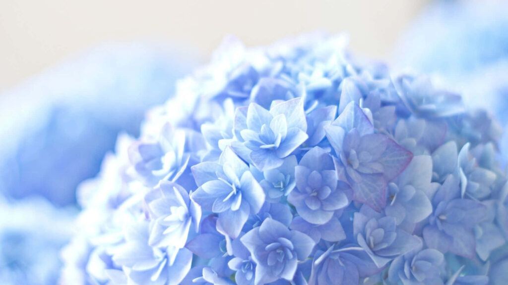 Close-Up Blue Hydrangea Wallpaper: Delicate Petals & Natural Beauty
