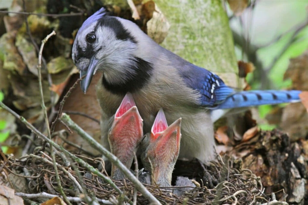 Serene Blue Jay Mother with Chicks Nesting - Nature Wallpaper