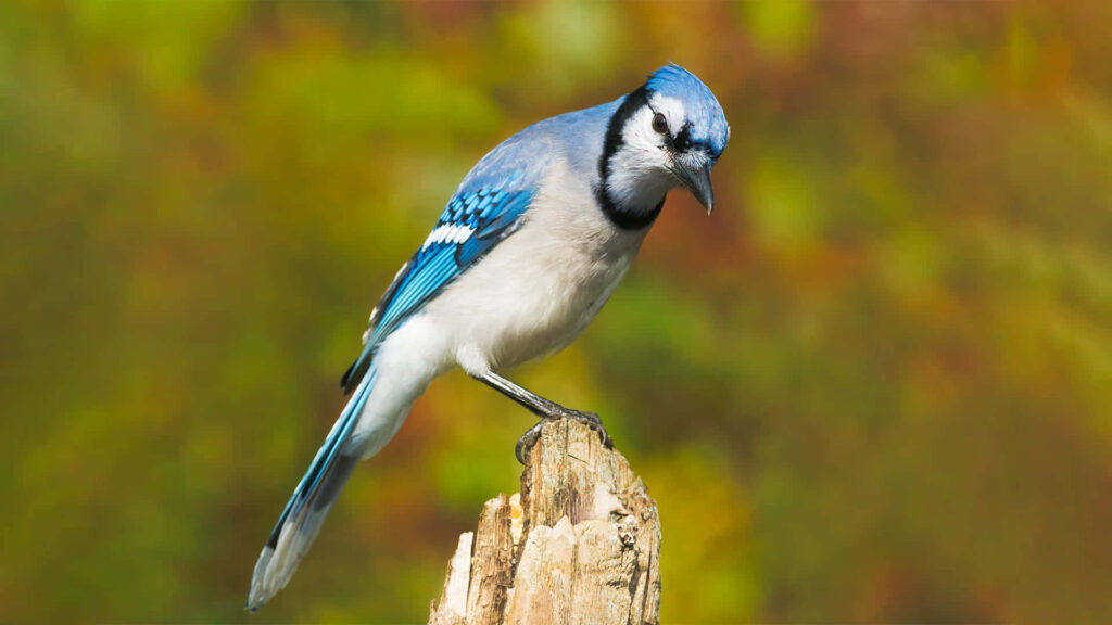 Stunning Blue Jay on Tree Stump Amid Autumn Background Wallpaper