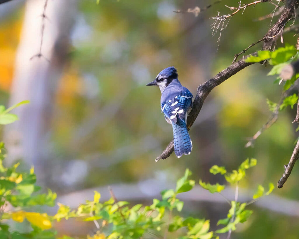 Blue Jay on Branch Amidst Vibrant Autumn Foliage Background Wallpaper